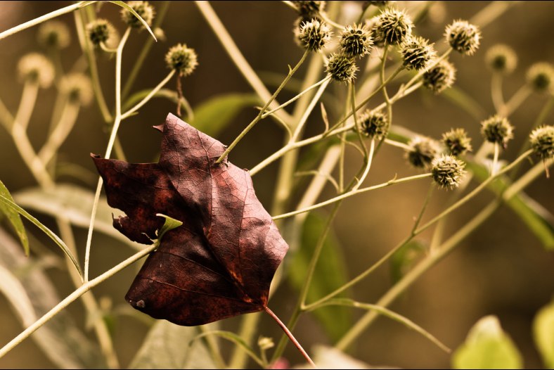 Impaled leaf